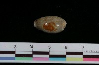 藏品(愛龍寶螺)的圖片